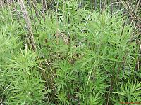 Artemisia selengensis Полынь селенгинская