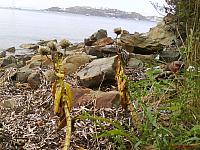 Senecio pseudoarnica Less. (семейство Asteraceae) Крестовник ложноарниковый Крестовник лжеарниковый