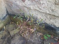 Bidens frondosa L. (семейство Asteraceae) Череда олиственная